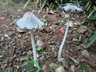 Dried wild mushrooms in the garden soil.