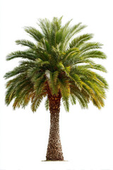Full sago palm tree with symmetrical form, showcasing vibrant green fronds and textured trunk