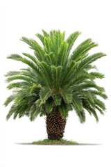 Full sago palm tree with symmetrical form, showcasing lush green fronds and sturdy trunk