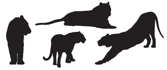 Tiger Silhouettes Vector, Isolated on White Background