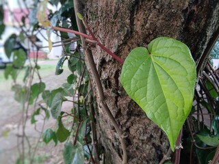 Large single leaves with vein patterns on the tree trunk.