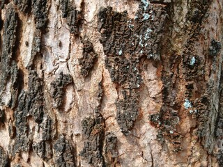 Fototapeta premium Close up of old tree bark with abstract texture.