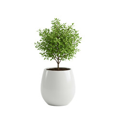 Fresh green indoor plant with vibrant leaves growing in elegant white ceramic pot for home decoration, isolated on a transparent background, png, cutout