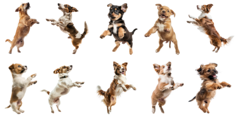 A group of dogs in various poses, including jumping and standing, against a transparent background