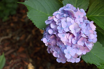 深く美しい紫アジサイ