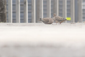Doves Beside the Railway Fence