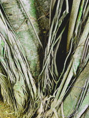 The natural textures and organic patterns create a visually rich composition, highlighting the raw beauty of forest growth