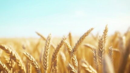 Closeup of golden wheat field under bright sky