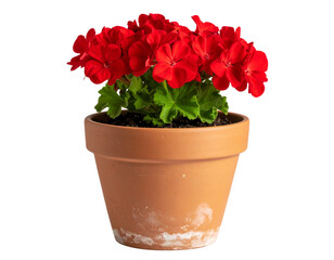 &ldquo;Vintage Clay Flowerpot with Blooming Red Geranium, Isolated on Transparent Background&rdquo;