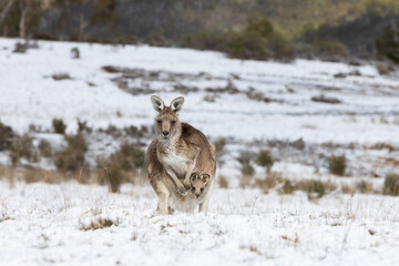a young brown furred eastern grey kangaroo carrying a baby joey in pouch, standing in a snow...