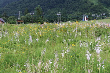白馬 小遠見山の風景。ゴンドラ乗り場に咲く花。