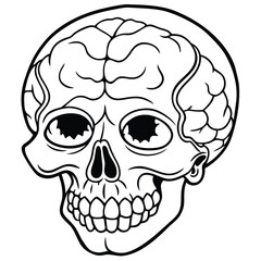 Vintage skull with human brain