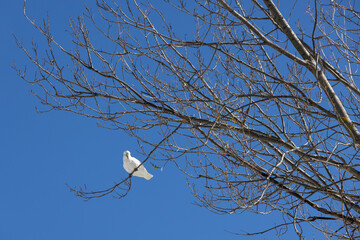 A lone white cockatoo perched on a tree branch below blue sunlit sky.