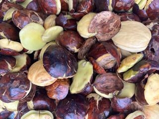 A close-up view of jengkol (dogfruit) beans, showcasing their unique appearance.