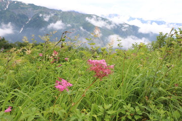 白馬 小遠見山の風景。シノツケソウ。