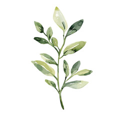 My Watercolor illustration with olive branch painting isolated on a white background, illustration, AI painting design, vector illustration set, eps format, My illustration