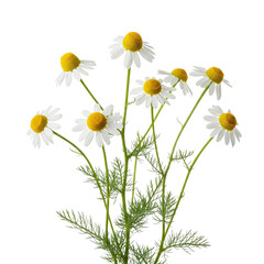 yellow daisies on white background