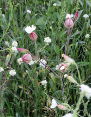 Bladder Campion Plant