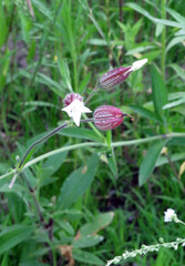 Bladder Campion