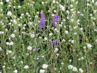 Prairie Flowers w Vetch