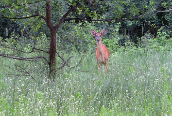 Deer in Field