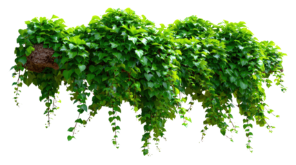 Lush Green Ivy: A dense cluster of verdant ivy cascades downwards, with detailed textures in its leaves, inviting you to explore the intricate beauty of nature's artwork.