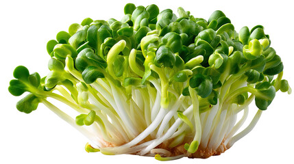 Fresh Sprout Delight: Close-up capture of vibrant green sprouts with delicate leaves, showcasing their freshness and potential for healthy eating.