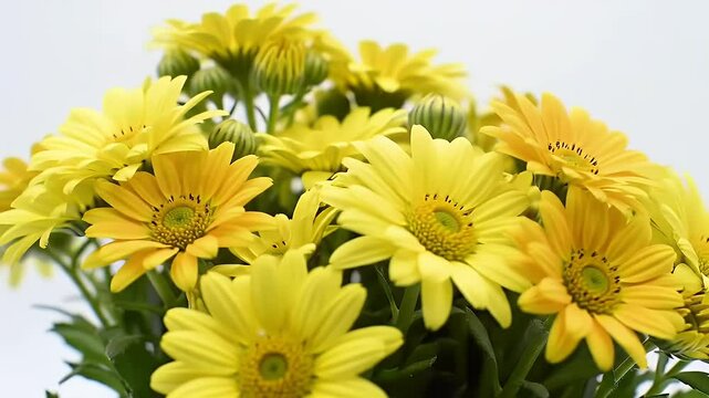 Vibrant Yellow Daisy Flower Bouquet on White Background for Botanical and Cheerful Display