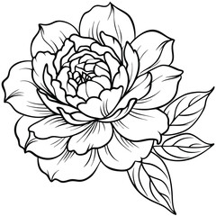 beautiful peony flower  on white 