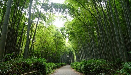 Scenic path through lush green bamboo forest with tall trees and natural canopy, tranquil nature landscape