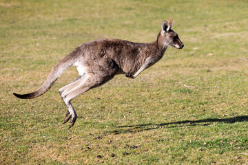  Beautiful Eastern Grey Kangaroo