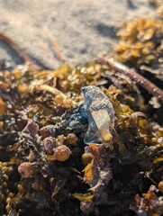 jellyfish on the beach