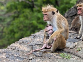 Naklejka premium mother and baby monkey