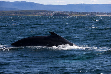 A large humpback whale swimming north on its way up the East Australian coast during migration. 