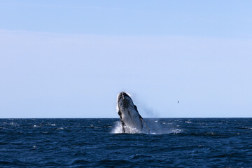 A huge humpback whale breaches high from the surface of a dark blue ocean. Captured during a whale...