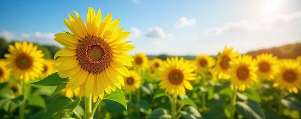 Obraz premium Happy Sunflowers Swaying in Summer Breeze Vibrant Yellow Blooms in a Field
