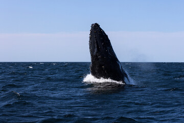 Fototapeta premium A beautiful giant humpback whale breaches a deep blue ocean surface. under a blue sky. Captured during a whale migration on the South East coastline of Australia.