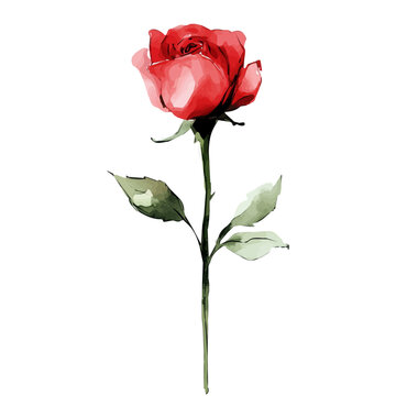 My Watercolor illustration with red rose branch painting isolated on a white background, illustration, AI painting design, vector set, eps format, My illustration design, vector collection	