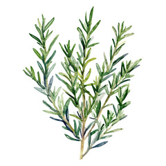 Fototapeta premium My Watercolor illustration with green rosemary painting isolated on a white background, illustration, AI painting design, vector set, eps format, My illustration design, vector collection 