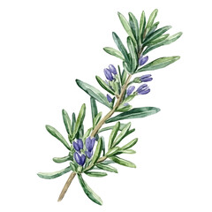 My Watercolor illustration with rosemary leaf and flower painting isolated on a white background, illustration, AI painting design, vector set, eps format, My illustration design, vector collection