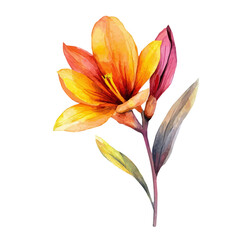 My Watercolor illustration with saffron flower branch painting isolated on a white background, illustration, AI painting design, vector set, eps format, My illustration design, vector collection	