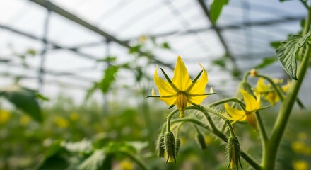 Yellow Flower in Greenhouse

