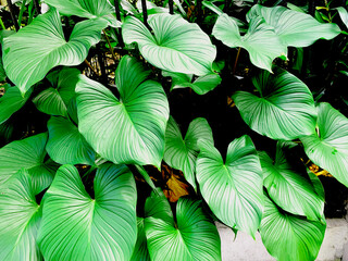 Vibrant green tropical foliage featuring large, heart-shaped leaves with prominent veins.