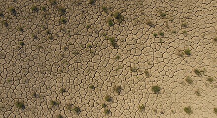 Arid Cracked Earth Landscape with Sparse Vegetation