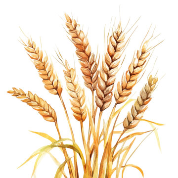My Watercolor illustration with wheat stack painting isolated on a white background, illustration, AI painting design, vector set, eps format, My illustration design