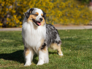 Lovely outdoor natural portrait of a miniature American Shepherd