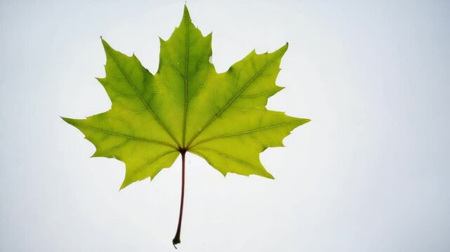 Fresh Green Maple Leaf Isolated on White Background