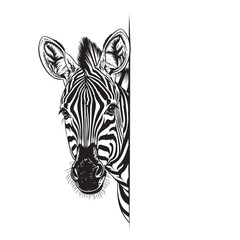 Vector illustration of a cute zebra peeking around a corner, head and stripes prominent.