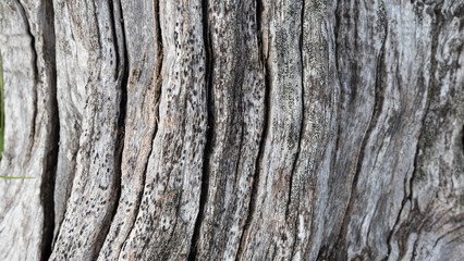 close up of old wood texture background dry gray tree bark