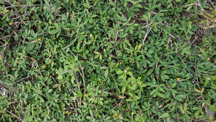 background close up of green small textured leaves 